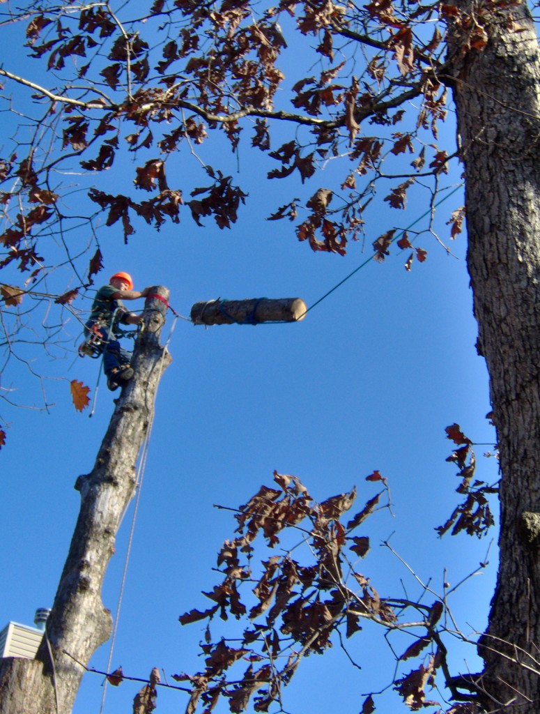 Our Tree Removal Experts are Certified! Satisfaction Guaranteed!