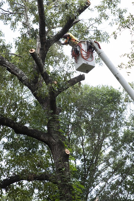 Tree Service Licensed & Insured with Over 30 Years Experience!