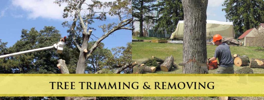 Tree Trimming in Commack