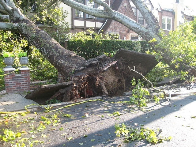 Storm Damage Tree Cleanup Services