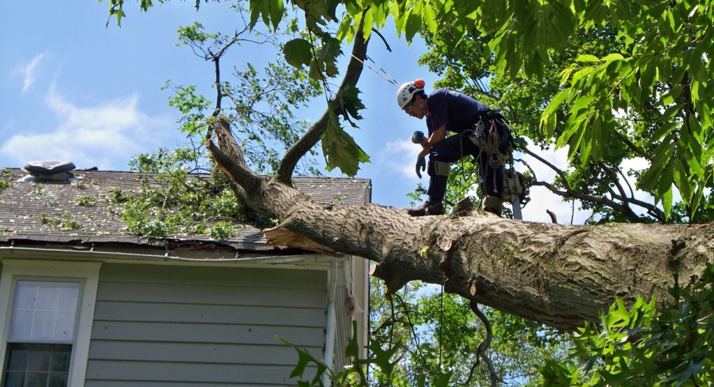 Why Do Trees Blow Over? 3 Tips to Prevent