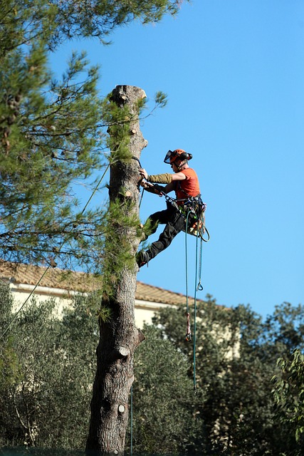 Best Certified Tree Service in Deer Park, Tree Removal and Tree Clean up!